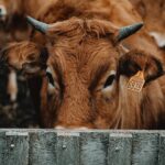 wagyu origins in japan